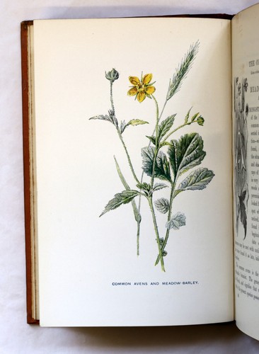 c.1895 Old Vintage Hulme FAMILIAR WILD FLOWERS 4 Vols Botany Plants Col Plates - Picture 10 of 23