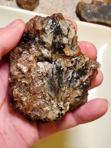 Woodward Ranch Plume Agate Rough Bouquet 236g Presidio Alpine Texas Lapidary 