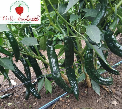 Chilli Pasilla Bajio Rich Flavoured Dark Pepper Sustainably Grown in OZ 10 Seeds - Picture 5 of 5