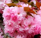 Prunus serrulata | Japanese cherry | Sakura -  - Ciliegio giapponese | Sakura