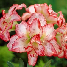 Easy to Grow Amaryllis Double Record Plant Bulb Indoor Holiday Outdoor Zone 9-11