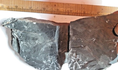 Menge 2 St. Clair PA fossiler Farn Neuropteris Farn fossile Pflanzen 1 Pfund 0,7 Unzen  - Bild 5 von 9