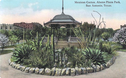 San Antonio Texas TX ~ Cactus Mexicano, Parque Alamo Plaza UNP Postal