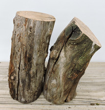 2 Apple Wood Stick Log Chunk 2 1/2"D 5 6"L Spalted Knotty Driftwood Sequel