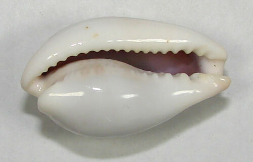 CYPRAEA DORSALIS 31.53mm SUPER CHOICE SPECIMEN Bunsbury, Qld., Australia - Picture 2 of 4