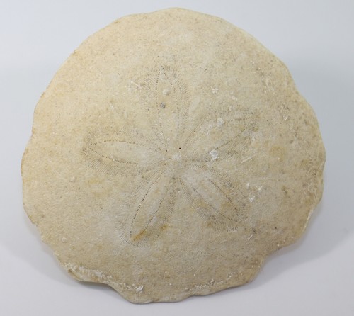 Seeigel, Scutella faujasi, Tertiär, Miozän, Savigné s. Lathan,Frankreich -f770 - Bild 2 von 6