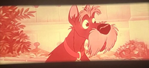 16mm Film WALT DISNEY "LADY AND THE TRAMP" Theatrical Trailer SCOPE 1955