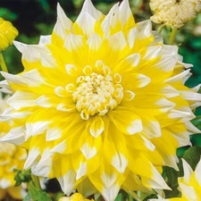 1 - Giant DinnerPlate Dahlia GRAND PRIX Bulb Tuber Clump /  8 - 11 Inch FLOWERS