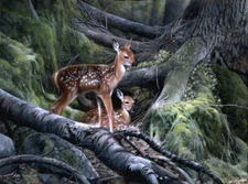 Awakening by Kevin Daniel Fine Art Print Deer Doe Wildlife Nature 20x26