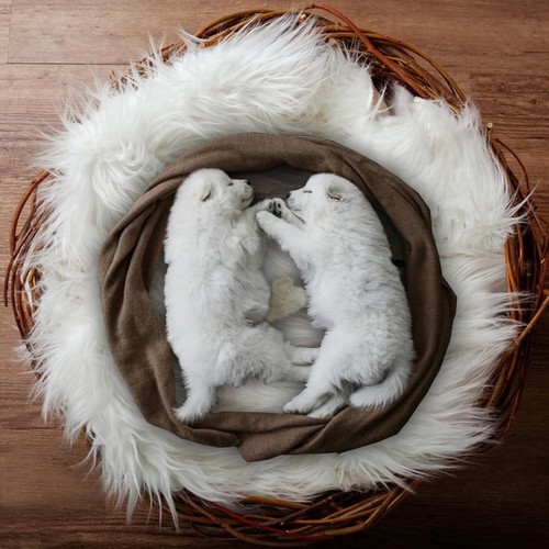 Fluffy Dog Cat Bed Mat 19.6x31.4 inch, Washable Soft Plush Faux Fur...( White).. - Bild 5 von 8