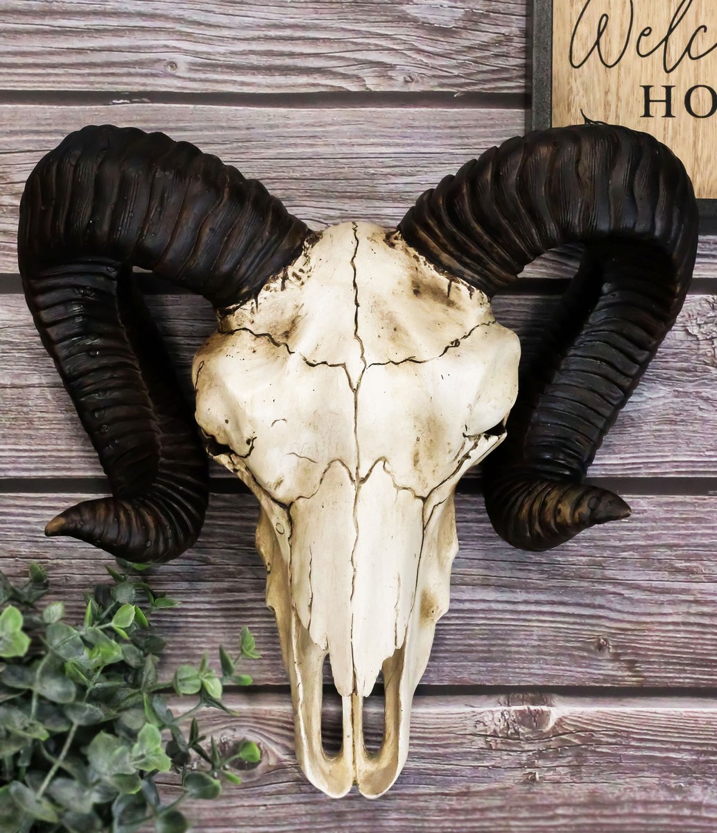 Large Bighorn Ram Skull Wall Decor 11&quot; Wide Taxidermy Hanging 