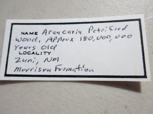715 FACE POLISHED PETRIFIED WOOD, ARAUCARIA, ZUNI, NM. 180MYA. EX OLD ROCK SHOP - Picture 5 of 5