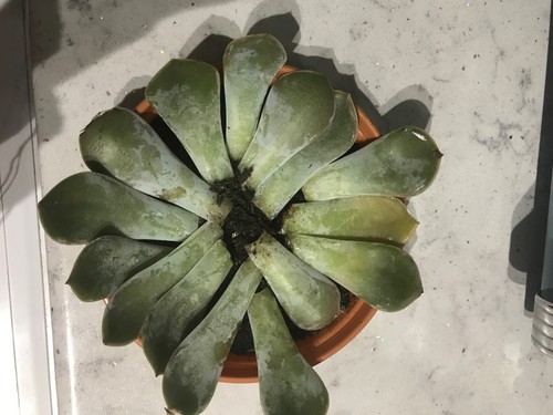 Echeveria leaf cuttings, grow your own! - Ainsley & Myrtle - Picture 3 of 5