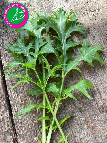 MIZUNA ASIASALAT 🌿feiner Japankohl 🌱 300+ Samen Rübstiel Balkon ertragreich - Bild 2 von 8