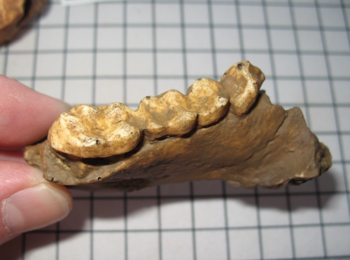 Plastic resin fossil cast Hominid evolution pair of Sivapithicus indicus jaws - Picture 3 of 3