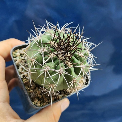 Copiapoa Sarcoana JN 2179 , Caleta Sarco, Atacama(Cile) POT 7 CM On its own root - Imagen 5 de 5