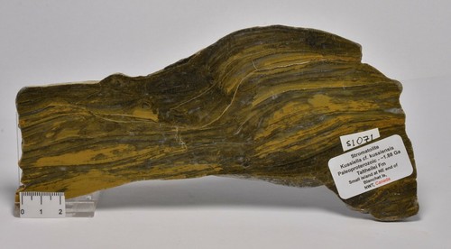 STROMATOLITE Kussiella cf. kussiensis, Paleoproterozoic, CANADA, S1071 - Imagen 1 de 4