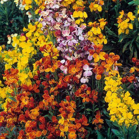Wallflower My Fair Lady Mixed Seeds Grow Your Own Flowers Borders Simply Garden