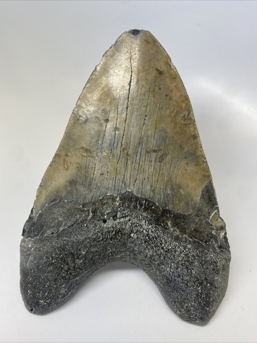 Megalodon Shark Tooth 6.17 inch Giant - Natural Fossil - Authentic - Real 14858 - Picture 4 of 8