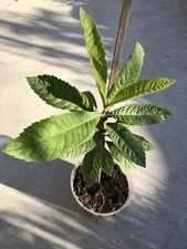 Sweet Japanese Loquat Fruit Tree Live Plant 15” No Pot