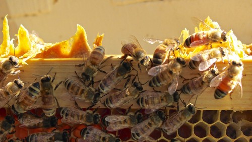 Raw Honey In Pint Glass Jar - New York Wildflower Honey - Picture 10 of 12