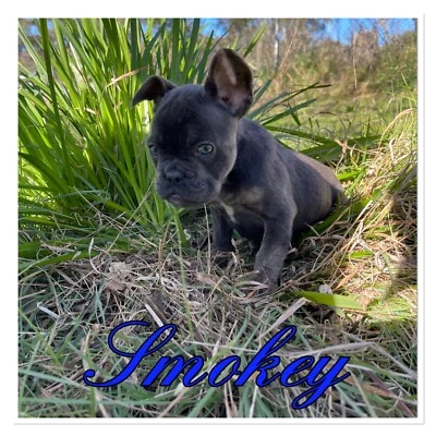 Cattle Dog Dogs Puppies Gumtree Australia Free Local Classifieds
