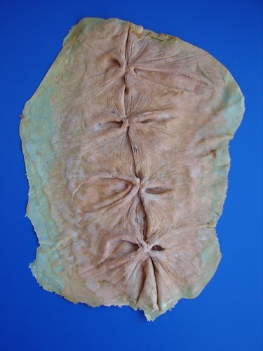 JEEPERS CREEPERS 1 PRODUCTION MADE PROM KING AND QUEEN STICHED SKIN APPLIANCE - Picture 8 of 24