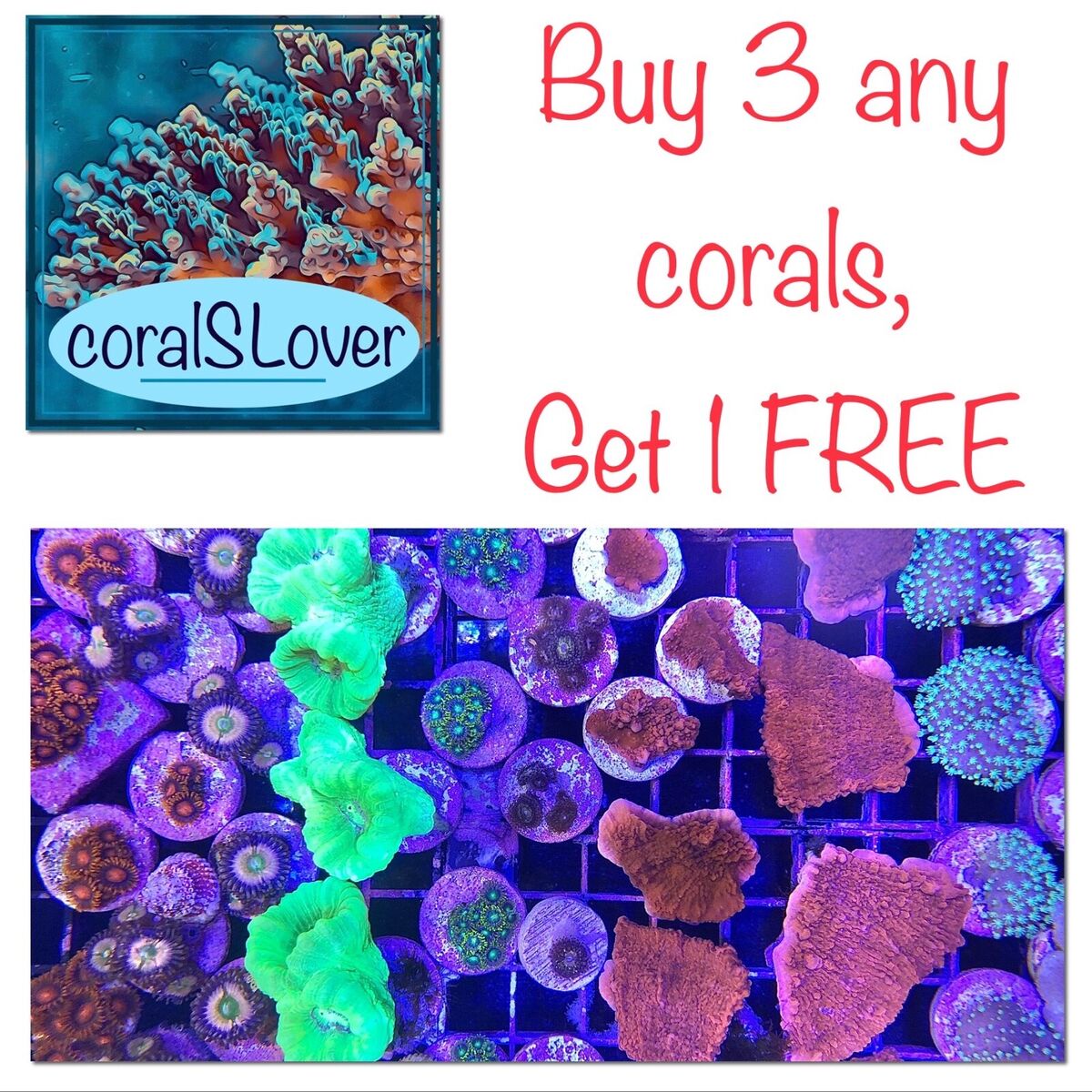 Aazon.co : CoralSLover Live Saltwater Coral Frag - Purple Space