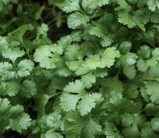 Slow Bolt Cilantro Coriander Seeds  Organic  Herb
