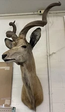 African Greater Kudu Shoulder Mount. Spectacular vintage set of horns - WOW!