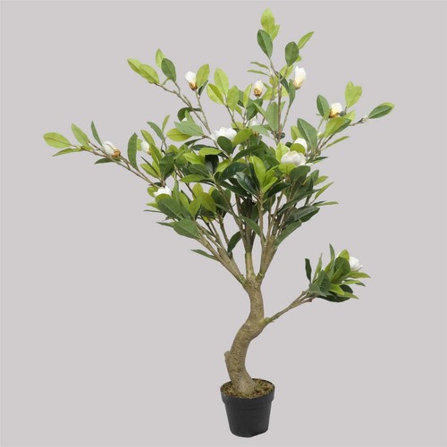 NNEDSZ White Flowering Magnolia Tree with Pot 130cm - Bild 1 von 4
