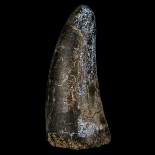 1.8" Sarcosuchus Imperator Crocodile Fossil Tooth Elrhaz FM Cretaceous Niger COA - Picture 2 of 9
