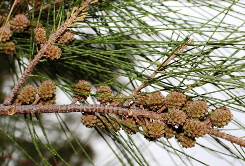 Australian River Pine Tree | Premium Seeds | Casuarina cunninghamiana | Plants'® - Picture 22 of 24