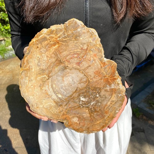 2.6LB Large Beautiful polished Arizona red petrified wood slice mineral specimen - Picture 4 of 11