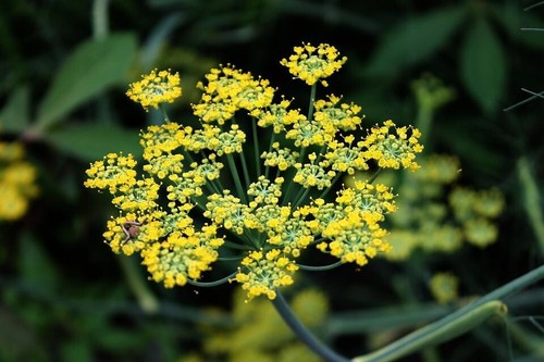 Wildblumen Saatgut Mischung Insekten Blumenwiese Samen für 1000 m² Fläche - Bild 9 von 13