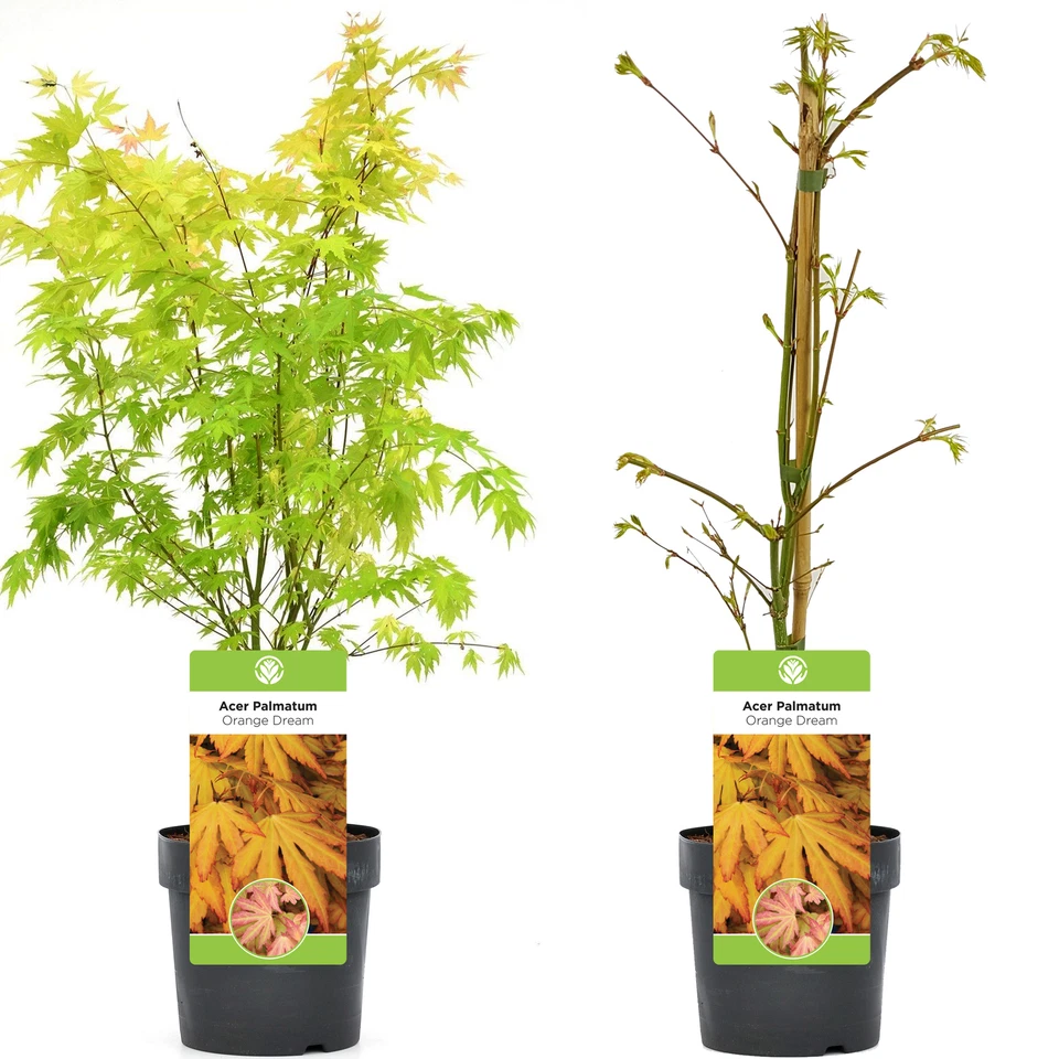 Acer palmatum 'Orange Dream' | Japanese Maple Deciduous Garden Plant Tree In Pot - Image 4 of 4