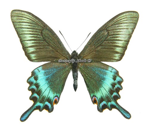 Unmounted Butterfly/Papilionidae - Papilio maackii maackii, male, SPRING - Picture 1 of 2