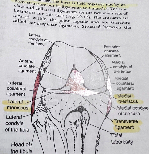 Clinical Kinesiology and Anatomy Lynn S. Lippert Book Learning Learn Questions - Picture 8 of 12