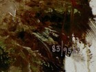 Picture 5 of 5