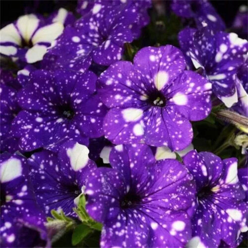 20 Purple White Spotted Petunia Flower Seeds Gardening Balcony Potted Plants - Picture 2 of 5