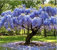 Chinese Blue Wisteria, Beautiful Flowering Tree 2ft Tall Now Ready To Plant