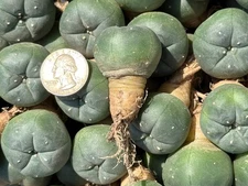 Ariocarpus Astrophytum Aztekium (W Texana) Seed Grown 3.5-Yrs Old 1.2"