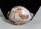 Vintage Handcarved Rhino Tiger Cowrie Sea Shell