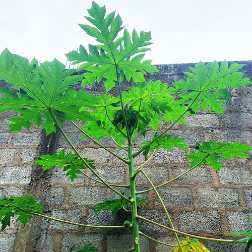 Hojas de papaya secas de 1 lb Carica papaya pawpaw orgánico natural - Imagen 3 de 5