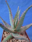 Aloe Hybrid KG "Dental Work" Great Colors/Texture Succulent 3" to 4" Wide 3" Pot
