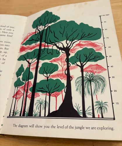 See Through The Jungle Millicent Selsam 1st Ed 1957 Illustrated Children’s Book - Picture 10 of 23