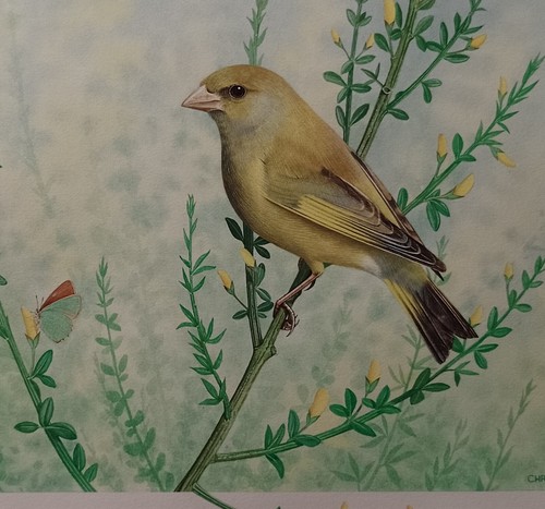 Pintura Gouache de Pájaro Ornitología Original Firmada de Pinzón Verde Chris Shields  - Imagen 13 de 16