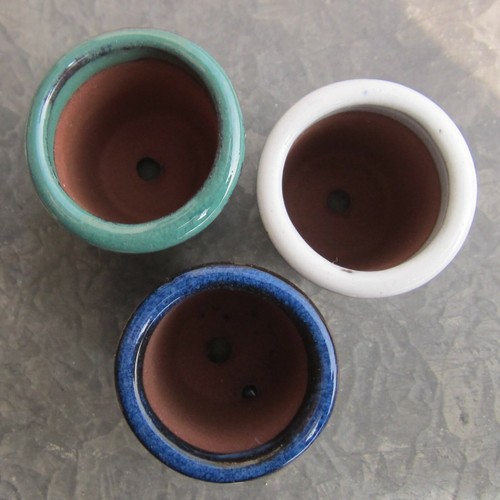 Bonsai chino/pengjing/olla suculenta (muy pequeña) pj776 3 un. - Imagen 2 de 6