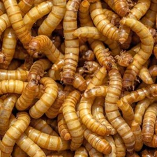 Live GIANT Mealworm Bearded Dragon Feeders -Reptile Meal Worm Lizard Food