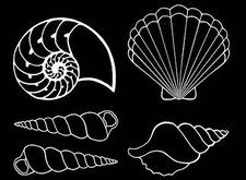 Seashells 5 pcs 2 Inch White Fused Glass Decals